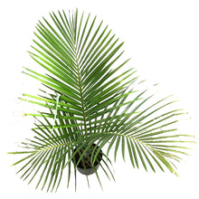 Load image into Gallery viewer, Palm, 12in, Spindle