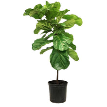Load image into Gallery viewer, Ficus, 10in, Lyrata Little Fiddle Standard