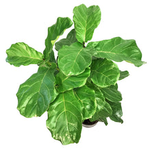 Load image into Gallery viewer, Ficus, 10in, Lyrata Little Fiddle Standard