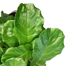 Load image into Gallery viewer, Ficus, 10in, Lyrata Little Fiddle Standard