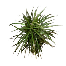 Load image into Gallery viewer, Dracaena, 10in, Magenta Cane Multi