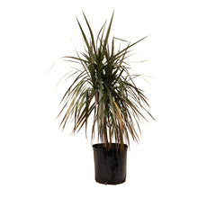 Load image into Gallery viewer, Dracaena, 10in, Magenta Cane Multi