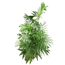 Load image into Gallery viewer, Bamboo, 10in, Lucky