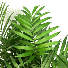 Load image into Gallery viewer, Bamboo, 10in, Lucky