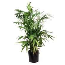 Load image into Gallery viewer, Bamboo, 10in, Lucky