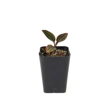 Load image into Gallery viewer, Jewel Orchid, 2.5in, Ludisia discolor