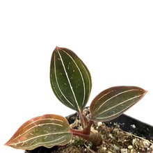 Load image into Gallery viewer, Jewel Orchid, 2.5in, Ludisia discolor