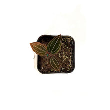 Load image into Gallery viewer, Jewel Orchid, 2.5in, Ludisia discolor