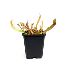 Load image into Gallery viewer, Sarracenia, 3.5in, Maroon
