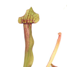 Load image into Gallery viewer, Sarracenia, 3.5in, Maroon