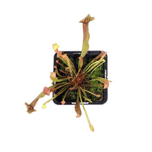 Load image into Gallery viewer, Sarracenia, 3.5in, Maroon