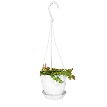 Load image into Gallery viewer, String of Turtles, 4.5in HB, Peperomia Prostrata