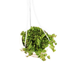 Load image into Gallery viewer, String of Turtles, 4.5in HB, Peperomia Prostrata