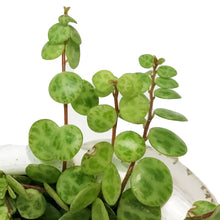 Load image into Gallery viewer, String of Turtles, 4.5in HB, Peperomia Prostrata