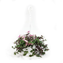 Load image into Gallery viewer, Tradescantia, 4.5in HB, Rainbow