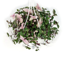 Load image into Gallery viewer, Tradescantia, 4.5in HB, Rainbow