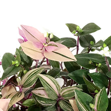 Load image into Gallery viewer, Tradescantia, 4.5in HB, Rainbow