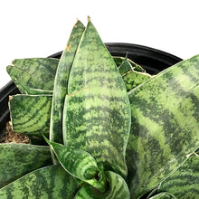 Load image into Gallery viewer, Sansevieria, 8in, Hahnii Gilt