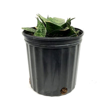 Load image into Gallery viewer, Sansevieria, 8in, Hahnii Gilt