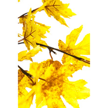 Load image into Gallery viewer, Lighted In/Outdoor Golden Sugar Maple Tree, 6ft