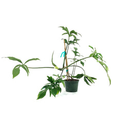 Load image into Gallery viewer, Philodendron, 6in, Glad Hands