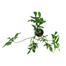 Load image into Gallery viewer, Philodendron, 6in, Glad Hands