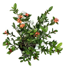 Load image into Gallery viewer, Ixora, 10in, Maui Red