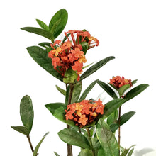 Load image into Gallery viewer, Ixora, 10in, Maui Red