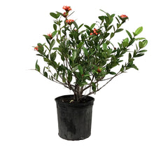 Load image into Gallery viewer, Ixora, 10in, Maui Red