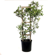 Load image into Gallery viewer, Jasmine, 10in, Confederate Variegated, on Trellis