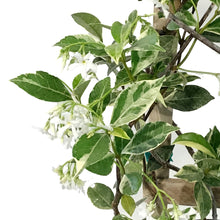 Load image into Gallery viewer, Jasmine, 10in, Confederate Variegated, on Trellis