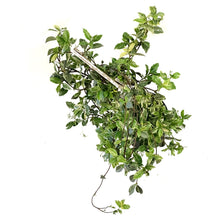 Load image into Gallery viewer, Jasmine, 10in, Confederate Variegated, on Trellis
