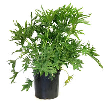 Load image into Gallery viewer, Philodendron, 10in, Lickety Split