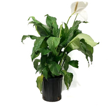 Load image into Gallery viewer, Spathiphyllum, 10in, Peace Lily