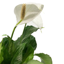 Load image into Gallery viewer, Spathiphyllum, 10in, Peace Lily