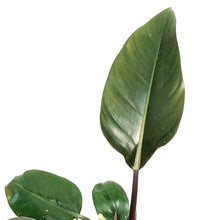 Load image into Gallery viewer, Philodendron, 6in, Black Cardinal