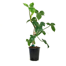 Load image into Gallery viewer, Philodendron, 6in, Green Dragon