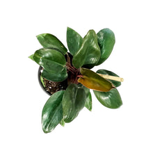 Load image into Gallery viewer, Philodendron, 6in, Red Back