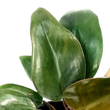 Load image into Gallery viewer, Philodendron, 6in, Red Back