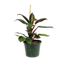 Load image into Gallery viewer, Philodendron, 6in, Red Back
