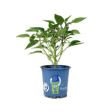 Load image into Gallery viewer, Kitchen Minis™ Hot Pepper, 4in, Cosmo
