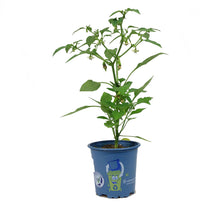 Load image into Gallery viewer, Kitchen Minis™ Hot Pepper, 4in, Piñata