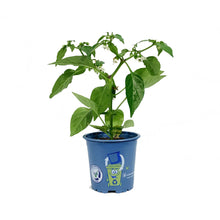 Load image into Gallery viewer, Kitchen Minis™ Hot Pepper, 4in, Tamale
