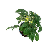Load image into Gallery viewer, Kitchen Minis™ Cherry Tomato, 4in, Cocoa