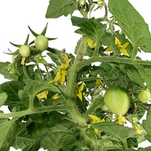 Load image into Gallery viewer, Kitchen Minis™ Cherry Tomato, 4in, Cocoa