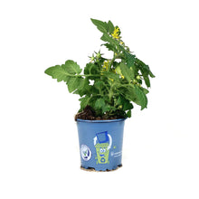 Load image into Gallery viewer, Kitchen Minis™ Cherry Tomato, 4in, Cocoa
