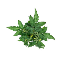 Load image into Gallery viewer, Kitchen Minis™ Cherry Tomato, 4in, Micro Tom