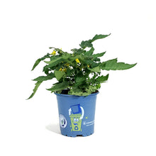 Load image into Gallery viewer, Kitchen Minis™ Cherry Tomato, 4in, Micro Tom