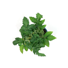 Load image into Gallery viewer, Kitchen Minis™ Cherry Tomato, 4in, Red Velvet