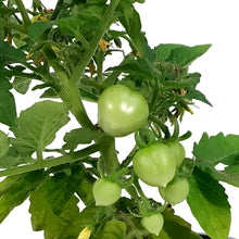 Load image into Gallery viewer, Kitchen Minis™ Cherry Tomato, 4in, Red Velvet